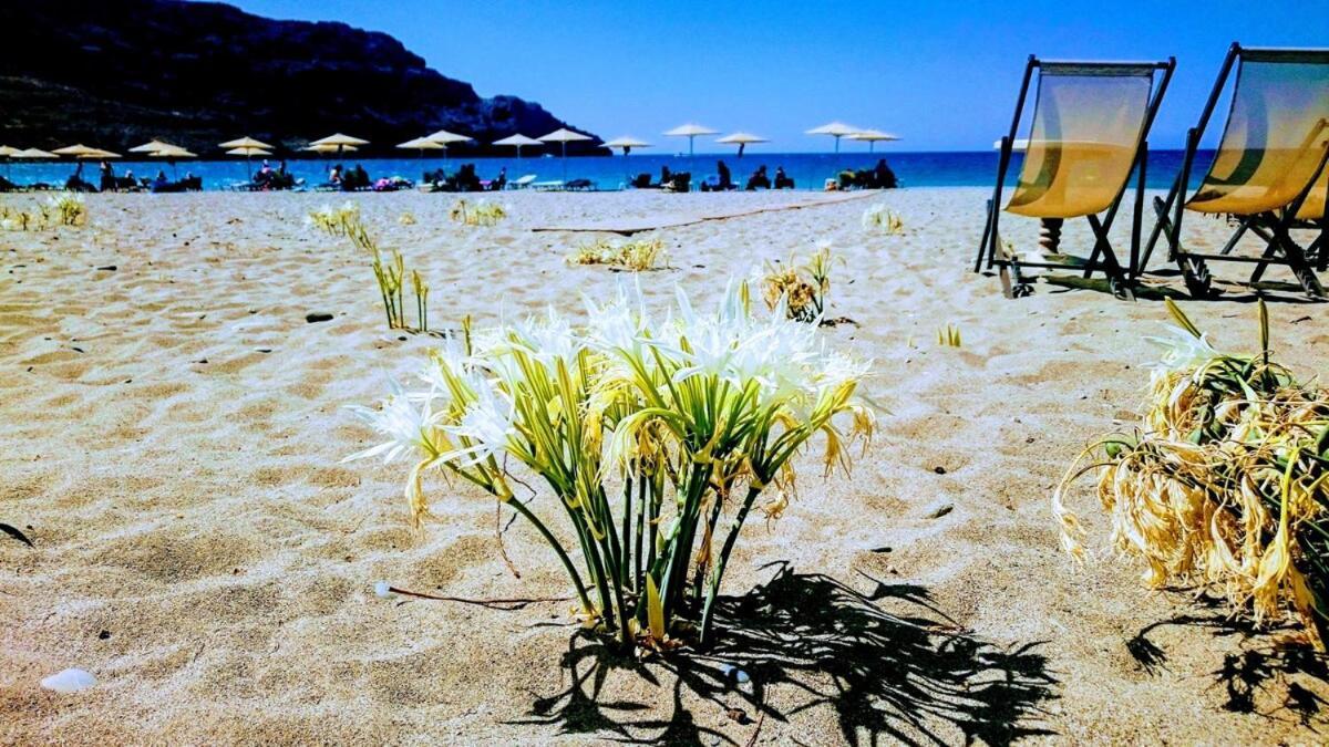 Annamaria Sea Side View Studio- 25M From The Beac Plakias Exterior foto